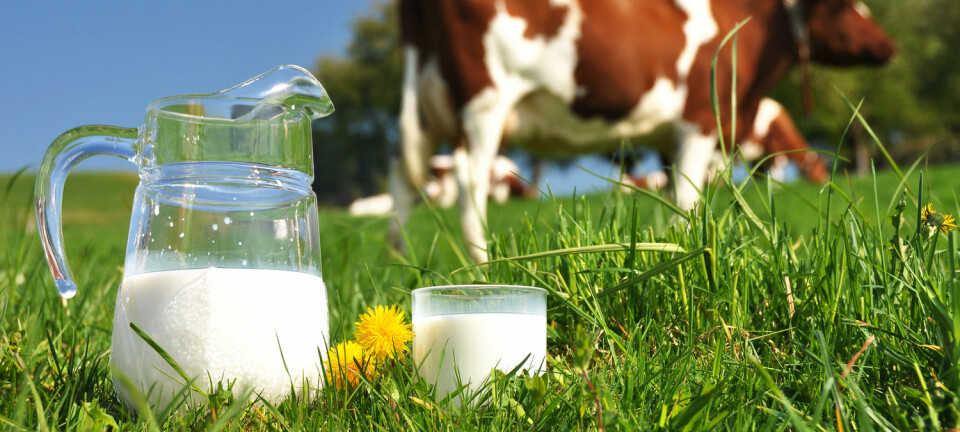 Når det står ungt grønt gras på kuas meny, gjør det at fettprosenten i melken har en tendens til å gå litt ned. (Foto: Shutterstock, NTB scanpix)