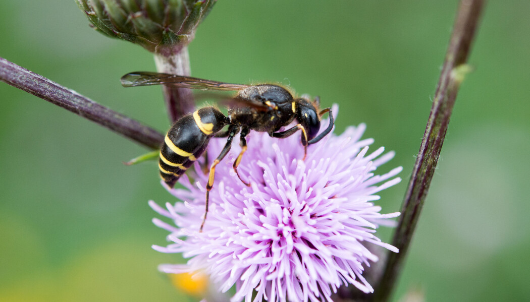 Stikkvepser er rovdyr, men vaksne vepsar er også glad i blomsternektar. Fordi mange av vepsane har stor kropp som er dekt av mikrohår fungerer dei godt som pollinatorar av planter. Her har ein veggmurarveps. (Foto: Arnstein Staverløkk/ Norsk institutt for naturforskning, CC BY-SA 4.0). Stikkvepser er rovdyr, men vaksne vepsar er også glad i blomsternektar. Fordi mange av vepsane har stor kropp som er dekt av mikrohår fungerer dei godt som pollinatorar av planter. Her har ein veggmurarveps. (Foto: Arnstein Staverløkk/ Norsk institutt for naturforskning, CC BY-SA 4.0).