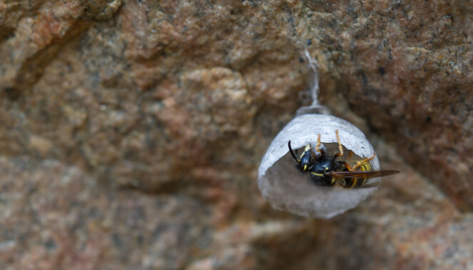 På biletet har ei dronning av arten norskveps Dolichovespula norwegica starta bygginga av eit nytt bol. Norskveps finns over heile landet, men han er mest vanleg i skogsområder opp mot fjellet. Arten held også til over tregrensa. (Foto: Arnstein Staverløkk, Norsk institutt for naturforskning, CC BY-SA 4.0) På biletet har ei dronning av arten norskveps Dolichovespula norwegica starta bygginga av eit nytt bol. Norskveps finns over heile landet, men han er mest vanleg i skogsområder opp mot fjellet. Arten held også til over tregrensa. (Foto: Arnstein Staverløkk, Norsk institutt for naturforskning, CC BY-SA 4.0)