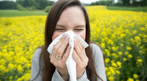 Flere plages av pollenallergi
