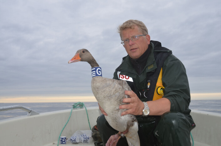 Et foto av meg selv under arbeid med å halsmerke gjess. Vi har merket flere tusen gjess på denne måten for å kartlegge blant annet endringer i trekktidspunkt og overvintringsområder. (Foto: Eldar Fjørtoft) Et foto av meg selv under arbeid med å halsmerke gjess. Vi har merket flere tusen gjess på denne måten for å kartlegge blant annet endringer i trekktidspunkt og overvintringsområder. (Foto: Eldar Fjørtoft)