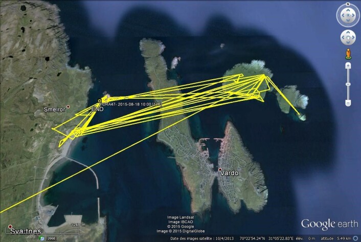 Etter at gås med logger 47 trakk ut til Vardø-området etter merking i 2015, oppholdt den seg mye på Reinøya og fastlandet innenfor. Slike data kan hjelpe oss mye i forhold til når vi kan forvente at grågjessene begynner å beite på dyrket mark, og dermed når det kan være på tide å sette inn avbøtende tiltak. Etter at gås med logger 47 trakk ut til Vardø-området etter merking i 2015, oppholdt den seg mye på Reinøya og fastlandet innenfor. Slike data kan hjelpe oss mye i forhold til når vi kan forvente at grågjessene begynner å beite på dyrket mark, og dermed når det kan være på tide å sette inn avbøtende tiltak.