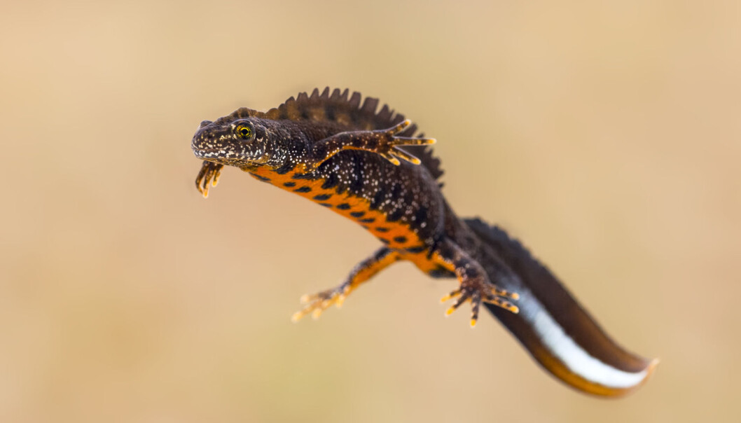 Storsalamander er ikke lenger truet, ifølge Snorre Henriksen i Artsdatabanken. (Foto: Shutterstock / NTB scanpix) Storsalamander er ikke lenger truet, ifølge Snorre Henriksen i Artsdatabanken. (Foto: Shutterstock / NTB scanpix)