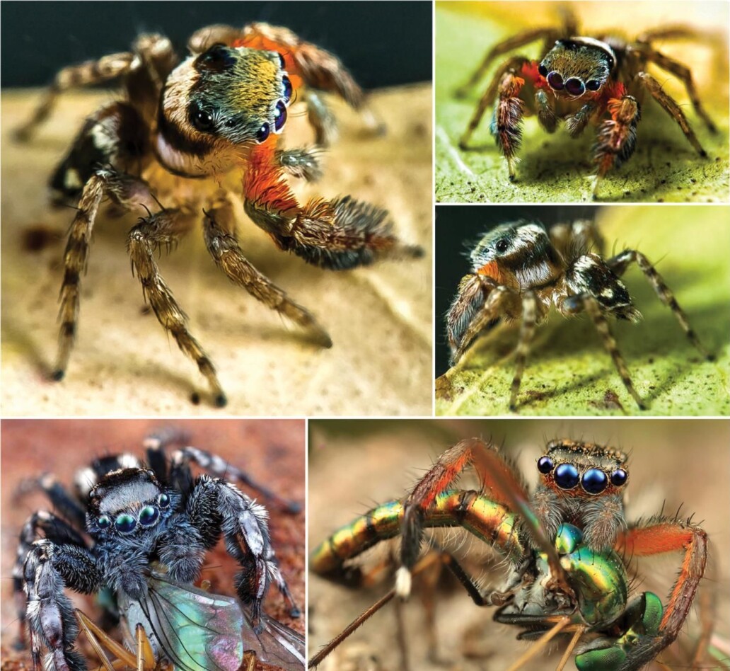 Edderkoppene i <i>Jotus</i>-familien er vanligvis fargerike. Bilder øverst: En av de nylig kategoriserte artene (<i>Jotus</i> fortiniae sp. Nov.) (Foto: Robert Whyte). Bilder nederst: Uidentifiserte <i>Jotus</i>-arter (Foto: Michael Doe). Edderkoppene i <i>Jotus</i>-familien er vanligvis fargerike. Bilder øverst: En av de nylig kategoriserte artene (<i>Jotus</i> fortiniae sp. Nov.) (Foto: Robert Whyte). Bilder nederst: Uidentifiserte <i>Jotus</i>-arter (Foto: Michael Doe).