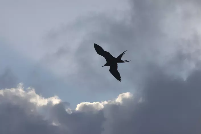 Fregattfuglen bruker oppdriften i skyene for å komme seg rundt. (Foto: Aurelien Prudor/CEBC/CNRS)