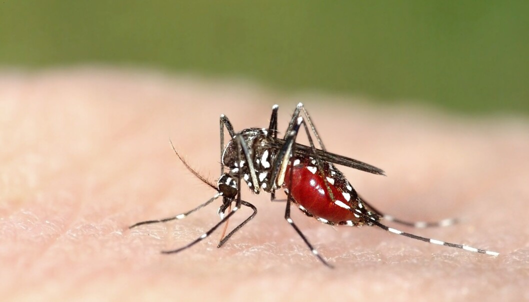 Asiatisk tigermygg (Aedes albopictus) kan spre dengue-, zika- og chikungunyavirus. Myggen sprer seg til flere områder med klimaendringer. (Foto: Marco Uliana / Shutterstock / NTB scanpix) Asiatisk tigermygg (Aedes albopictus) kan spre dengue-, zika- og chikungunyavirus. Myggen sprer seg til flere områder med klimaendringer. (Foto: Marco Uliana / Shutterstock / NTB scanpix)