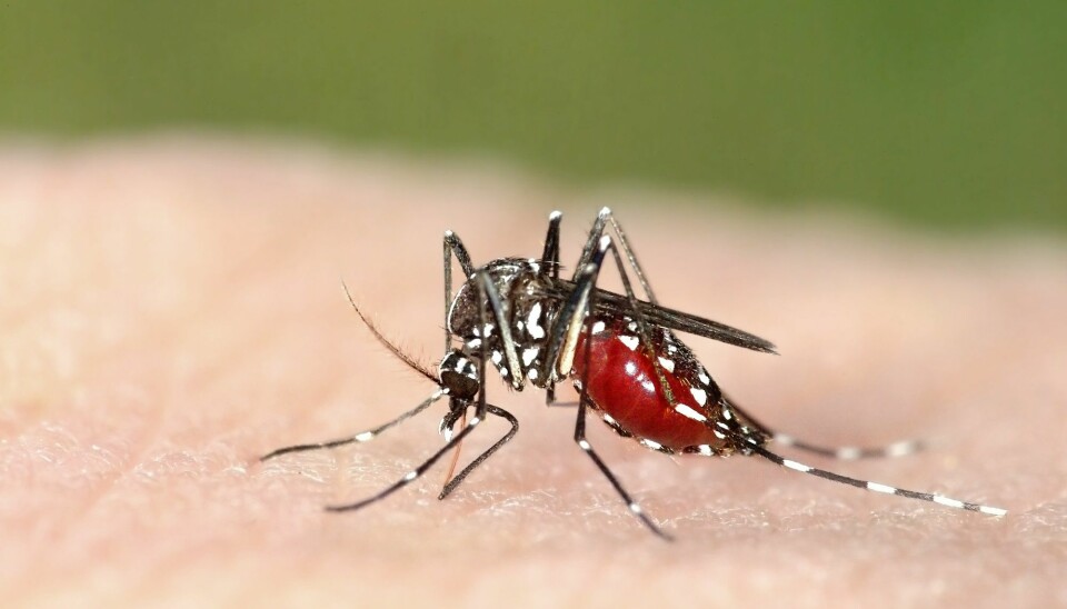 Asiatisk tigermygg (Aedes albopictus) kan spre dengue-, zika- og chikungunyavirus. Myggen sprer seg til flere områder med klimaendringer. (Foto: Marco Uliana / Shutterstock / NTB scanpix)