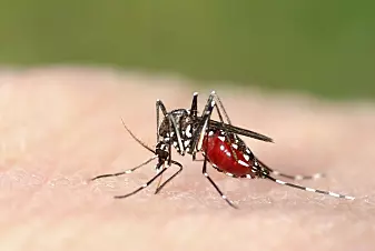 Klimaendringer gjør at mygg som sprer sykdommer, brer seg til nye områder
