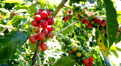 Klimaendringer truer kaffeproduksjonen: Slik kan bøndene tilpasse seg