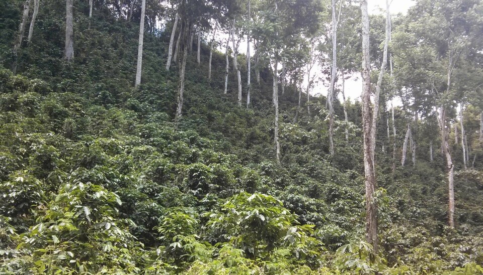 Både kaffe og kakao trives best i skyggen til andre trær, forteller Kauê de Sousa. Problemet er at disse trærne også vil påvirkes av klimaendringer. (Foto: Kauê de Sousa)