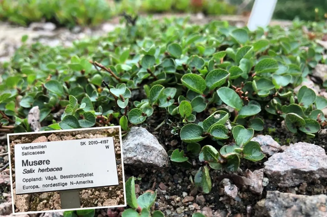 Musøre-treet i Botanisk hage i Oslo stammer fra Bosstrondfjellet i Vågå i Oppland. (Foto: Eivind Torgersen/UiO) Musøre-treet i Botanisk hage i Oslo stammer fra Bosstrondfjellet i Vågå i Oppland. (Foto: Eivind Torgersen/UiO)
