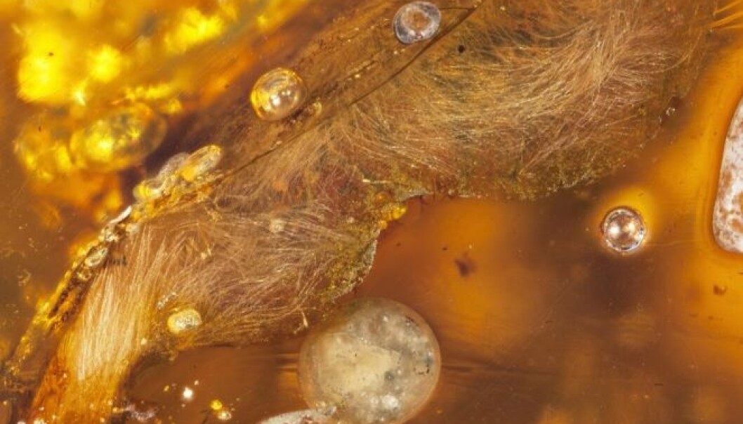 Et sjeldent syn: 99 millioner år gammel vinge med både fjær, hud og skjelett. (Foto: Lida Xing mfl/Nature Communications. CC BY 4.0) Et sjeldent syn: 99 millioner år gammel vinge med både fjær, hud og skjelett. (Foto: Lida Xing mfl/Nature Communications. CC BY 4.0)
