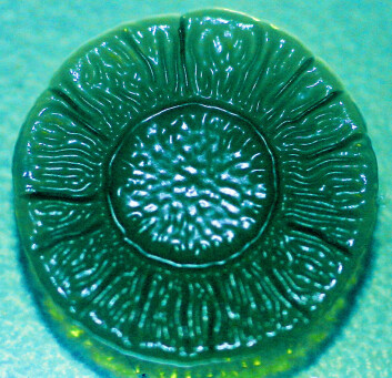 Biofilm laget av E. coli-bakterier. Hver bakteriestamme lager sitt eget mønster. (Foto: K. Berg, Veterinærinstituttet) Biofilm laget av E. coli-bakterier. Hver bakteriestamme lager sitt eget mønster. (Foto: K. Berg, Veterinærinstituttet)