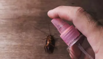 Kakerlakkene begynte raskt å tåle forskernes insektmidler