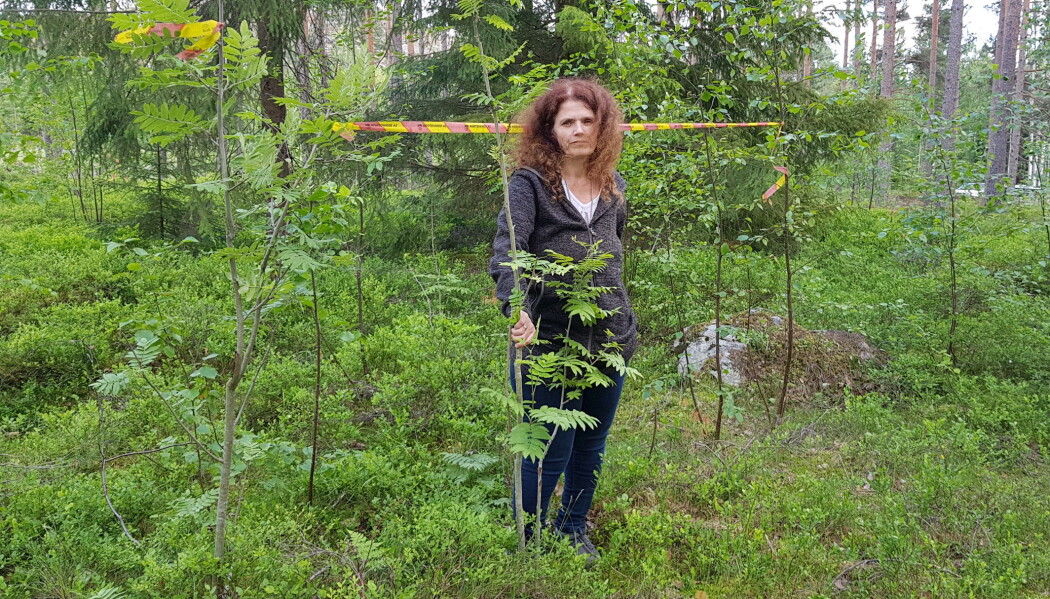 Steinene ligger i dag hulter i bulter, men det er en en tydelig ring. Eli Wium mener steinringen ble brukt til ofring eller seremonier. (Foto: Nina Kristiansen) Steinene ligger i dag hulter i bulter, men det er en en tydelig ring. Eli Wium mener steinringen ble brukt til ofring eller seremonier. (Foto: Nina Kristiansen)