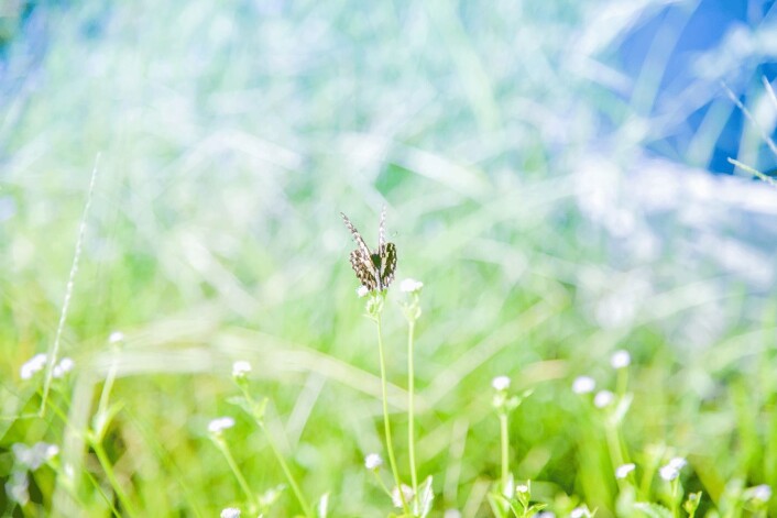 Fordelen med en rotehage, i tillegg til at insektene elsker den, er at det er mye mindre jobb enn en strigla hage. (Foto: Shutterstock) Fordelen med en rotehage, i tillegg til at insektene elsker den, er at det er mye mindre jobb enn en strigla hage. (Foto: Shutterstock)
