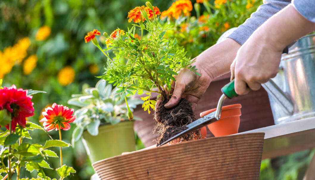 Sommer er hagetid. Men hva slags hage skal du velge? (Foto: Alexander Raths, Shutterstock, NTB scanpix) Sommer er hagetid. Men hva slags hage skal du velge? (Foto: Alexander Raths, Shutterstock, NTB scanpix)