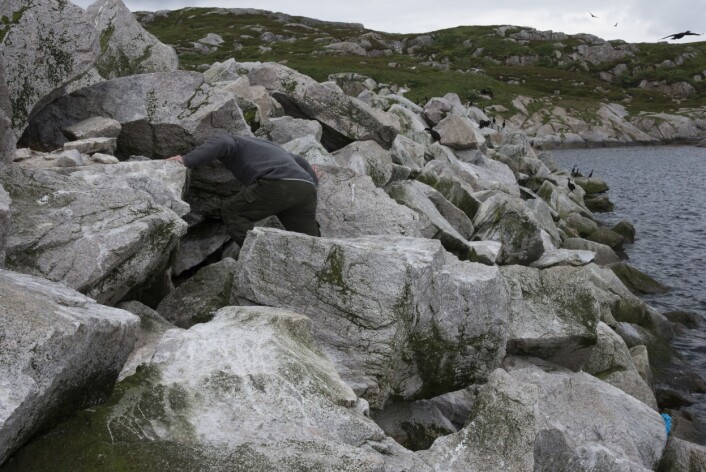 På leting etter spy i skarveura. (Foto: Svein-Håkon Lorentsen) På leting etter spy i skarveura. (Foto: Svein-Håkon Lorentsen)