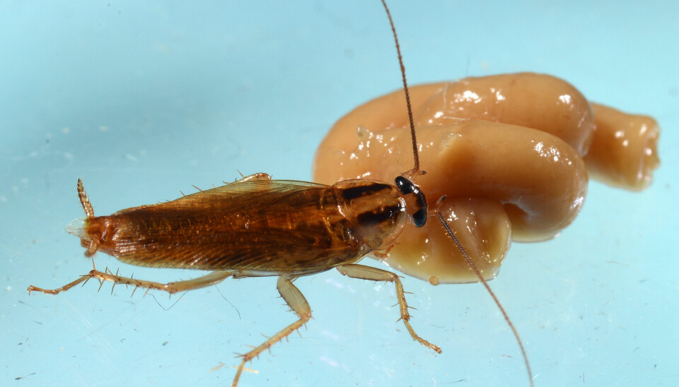 En tysk kakerlakk spiser et insektmiddel i laboratoriet. Slik testet forskerne om krypene ble resistente mot flere midler etter å ha blitt eksponert for ett. (Foto: John Obermeyer/Purdue Entomology)