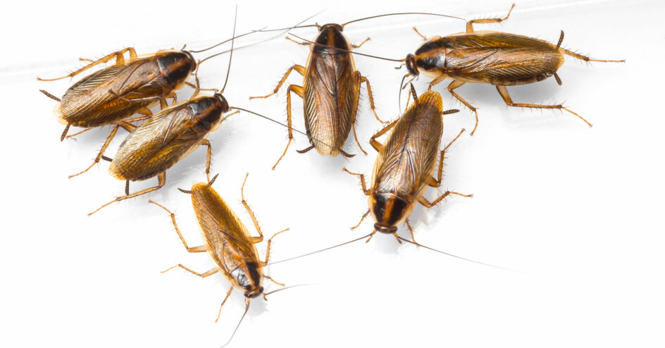 Tyske kakerlakker blir fort mange. (Foto: Colourbox)