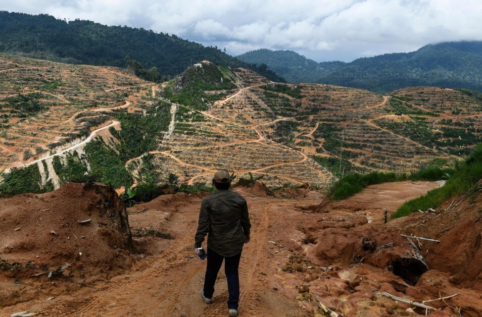 En durian-plantasje i Malaysia i slutten av 2018.