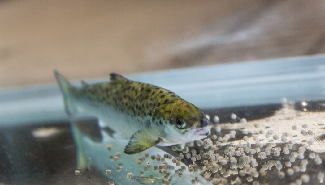 Laks trenger sink og marint omega-3 i fôret for at skinn, gjeller og tarm skal tåle overgangen til sjøvann. (Foto: Terje Aamodt © Nofima) Laks trenger sink og marint omega-3 i fôret for at skinn, gjeller og tarm skal tåle overgangen til sjøvann. (Foto: Terje Aamodt © Nofima)