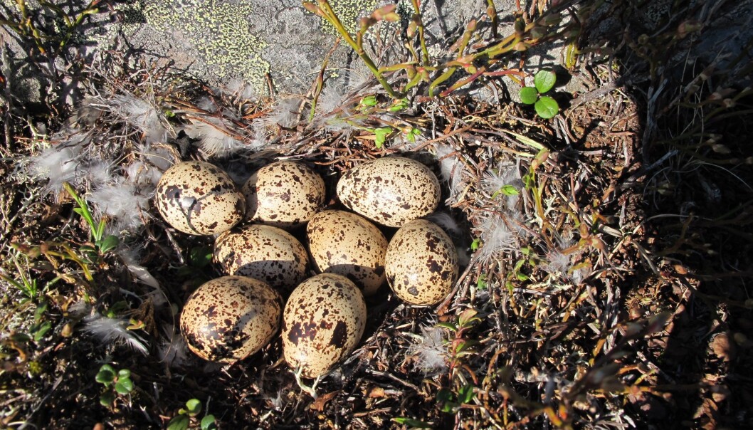 Fjellrypereir er sårbare for eggplyndring ettersom de ligger på bakken. (Foto: Rolf A. Ims). Fjellrypereir er sårbare for eggplyndring ettersom de ligger på bakken. (Foto: Rolf A. Ims).