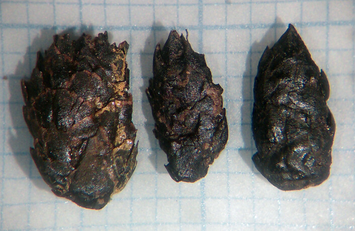 Hannraklar frå pors. Både raklar frå hannplantar og frukt frå hoplantar er vanlege i prøvene. Millimeterpapir i bakgrunnen. Foto: Maria Sture Hannraklar frå pors. Både raklar frå hannplantar og frukt frå hoplantar er vanlege i prøvene. Millimeterpapir i bakgrunnen. Foto: Maria Sture