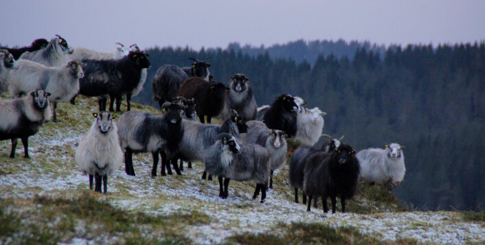 Langs hele kysten har det vært vanlig å la sau gå ute året rundt og beite på lyng. De er vakre, morsomme og hardføre, skriver kronikkforfatterne. (Foto: Lyngheisenteret) Langs hele kysten har det vært vanlig å la sau gå ute året rundt og beite på lyng. De er vakre, morsomme og hardføre, skriver kronikkforfatterne. (Foto: Lyngheisenteret)