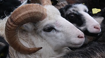Kronikk: Vi må ta vare på ulla fra villsauen
