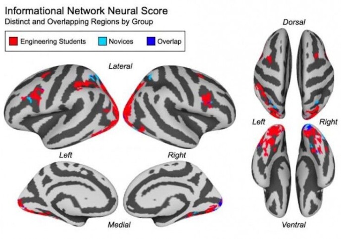Illustrasjon av deltakernes hjerneaktivitet i fMRI-skanneren. Ingeniørstudentene brukte hjerneområder i rødt, mens de andres områder vises i lyseblått. De overlappende områdene er i mørkeblått. (Illustrasjon: Joshua S. Cetron) Illustrasjon av deltakernes hjerneaktivitet i fMRI-skanneren. Ingeniørstudentene brukte hjerneområder i rødt, mens de andres områder vises i lyseblått. De overlappende områdene er i mørkeblått. (Illustrasjon: Joshua S. Cetron)