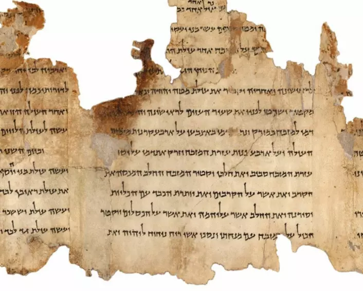 En del av Tempelrullen (Foto: The Israel Museum's 'Dead Sea Scrolls Digital Project)