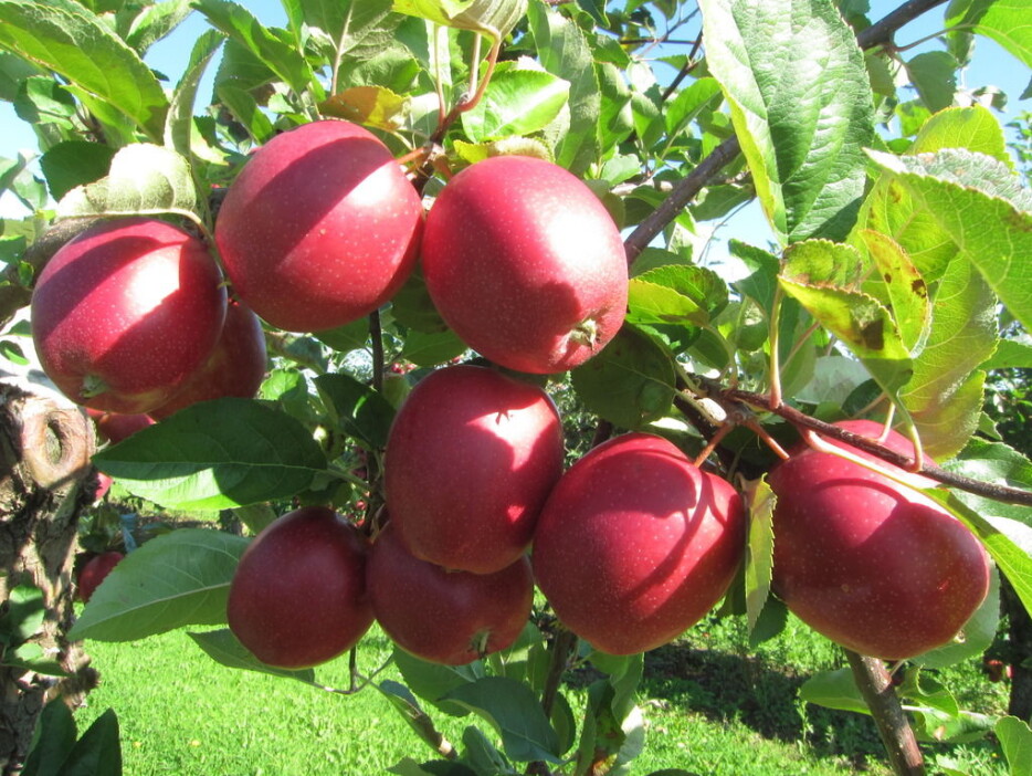 2019 blir nok et toppår for epler, ifølge prognosene. Her den populære eplesorten Summerred. (Foto: frukt.no)