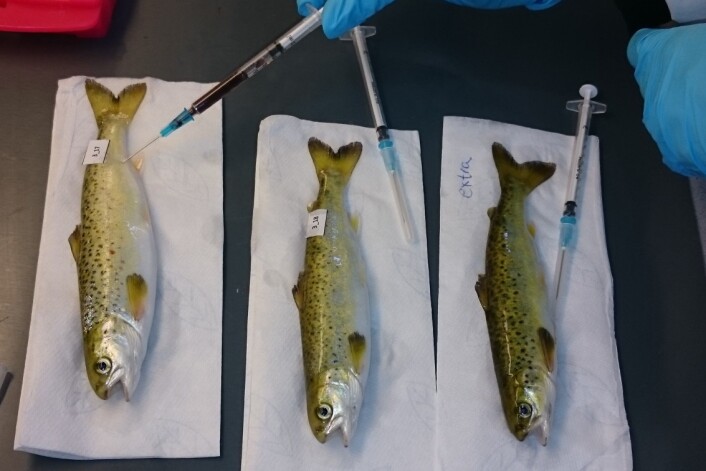 Smolt som forskerne tar prøver av. (Foto: Havforskningsinstituttet) Smolt som forskerne tar prøver av. (Foto: Havforskningsinstituttet)