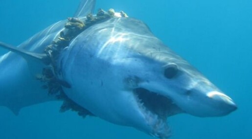 Hundrevis av haier og rokker vikles inn i plast og fiskeutstyr, ifølge ny kartlegging