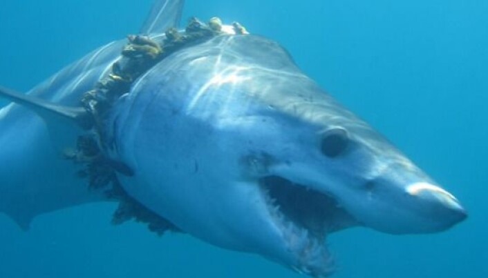 Hundrevis av haier og rokker vikles inn i plast og fiskeutstyr, ifølge ny kartlegging
