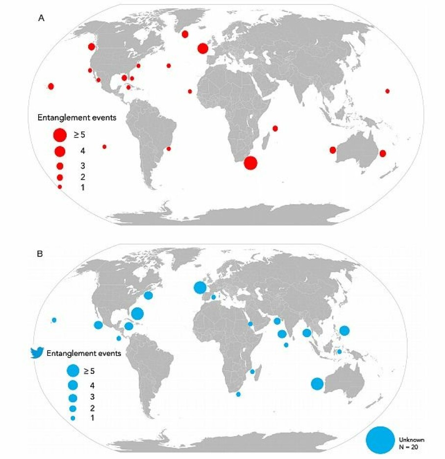 Illustrasjon fra forskningsartikkelen som viser en oversikt over haifisk som sitter fast i plast og redskaper. (A) viser til publisert vitenskapelig litteratur og (B) viser til meldinger fra
Twitter mellom 2009 til 2019. Sirklenes størrelse er proporsjonale med antall hendelser. (Illustrasjon: A global review of shark and ray entanglement in anthropogenic marine debris)