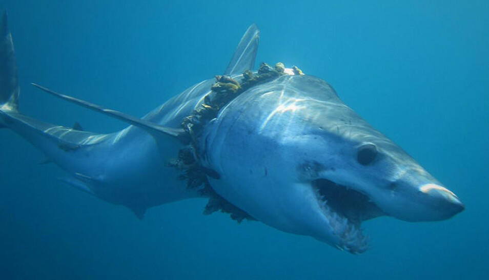 Mellom 4,8 og 12,7 millioner tonn med plast forsvinner årlig ut i havet. Denne haien har blitt surret inn i fiskesnøre. (Foto: Daniel Cartamil)