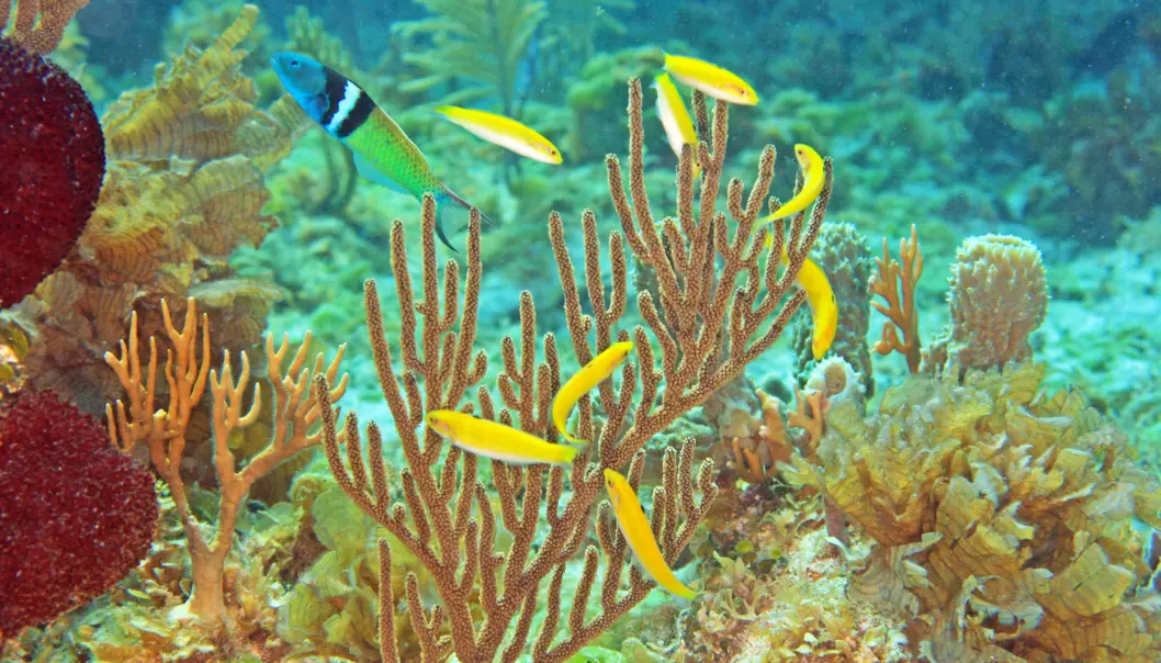 Gule hunnfisk lever i harem med en blåhodet leppefisk-hann. En av de gule hunnene vil bli hann i løpet av kort tid, hvis den blåhodete hannen forsvinner. (Foto: Kevin Bryant)