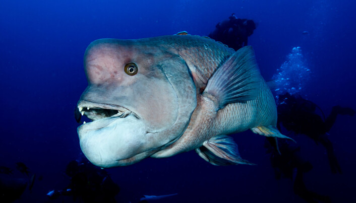 Kobudaifisken, kjent fra TV-serien Blue Planet II, kan skifte kjønn fra hunn til hann. Den er også kjent under navnet asiatisk sauehodet leppefisk. (Foto: Shutterstock) Kobudaifisken, kjent fra TV-serien Blue Planet II, kan skifte kjønn fra hunn til hann. Den er også kjent under navnet asiatisk sauehodet leppefisk. (Foto: Shutterstock)