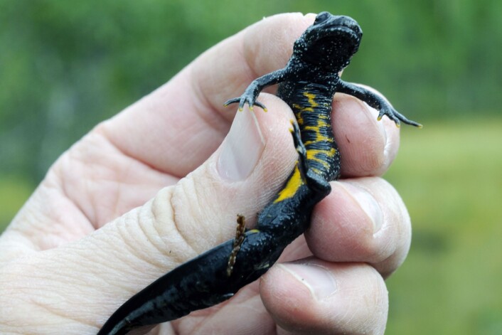 Storsalamanderhann. Ein storsalamander kan bli 10–16 centimeter og leve opptil 18 år. (Foto: Bjørn Rangbru) Storsalamanderhann. Ein storsalamander kan bli 10–16 centimeter og leve opptil 18 år. (Foto: Bjørn Rangbru)