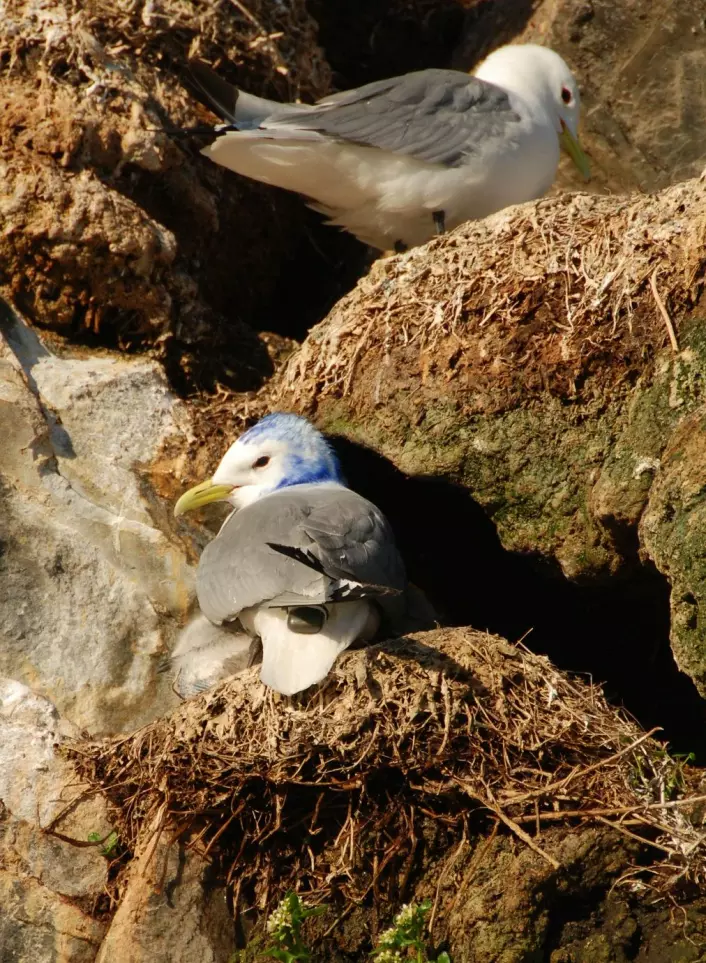 En krykkje utstyrt med GPS-logger hviler på reiret. Fuglen er farget blå som en del av et studie om slik instrumentering har effekt på fuglene. (Foto: Signe Christensen-Dalsgaard)