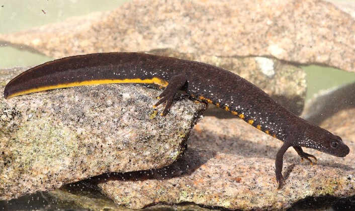 Hosalamanderen legg 200–300 egg enkeltvis på vassplantar. Egga blir klekte i vatn der larvene utviklar seg, før dei kryp på land i løpet av september-oktober og går i dvale. (Foto: Leif Åge Strand) Hosalamanderen legg 200–300 egg enkeltvis på vassplantar. Egga blir klekte i vatn der larvene utviklar seg, før dei kryp på land i løpet av september-oktober og går i dvale. (Foto: Leif Åge Strand)