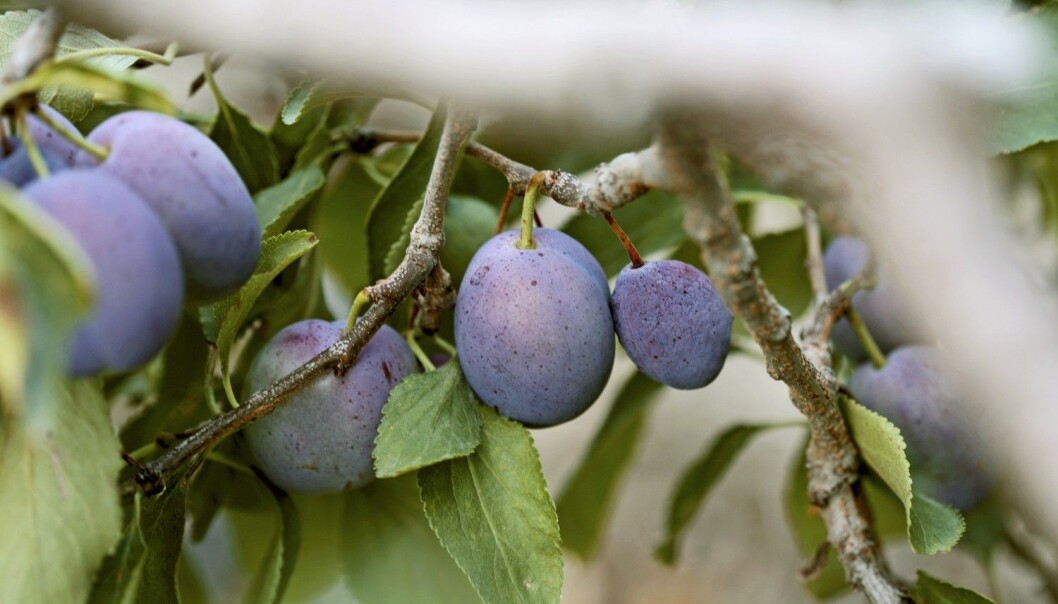 Hemmeligheten bak å dyrke store søte plommer er å gi plommene sukker. (Foto: Bon appetit, NTB scanpix) Hemmeligheten bak å dyrke store søte plommer er å gi plommene sukker. (Foto: Bon appetit, NTB scanpix)