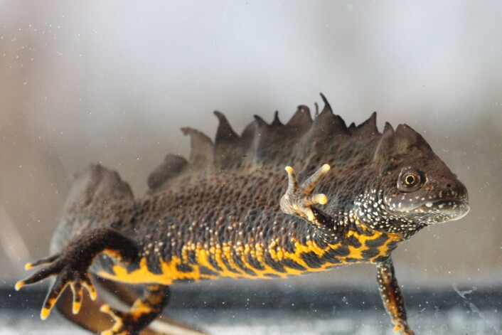 Storsalamanderhann. Ofte finn vi salamander i tun- eller vatningsdammar, og skogsdammar. Dei er rovdyr som et insekt, meitemark og andre småkryp. (Foto: Leif Åge Strand) Storsalamanderhann. Ofte finn vi salamander i tun- eller vatningsdammar, og skogsdammar. Dei er rovdyr som et insekt, meitemark og andre småkryp. (Foto: Leif Åge Strand)
