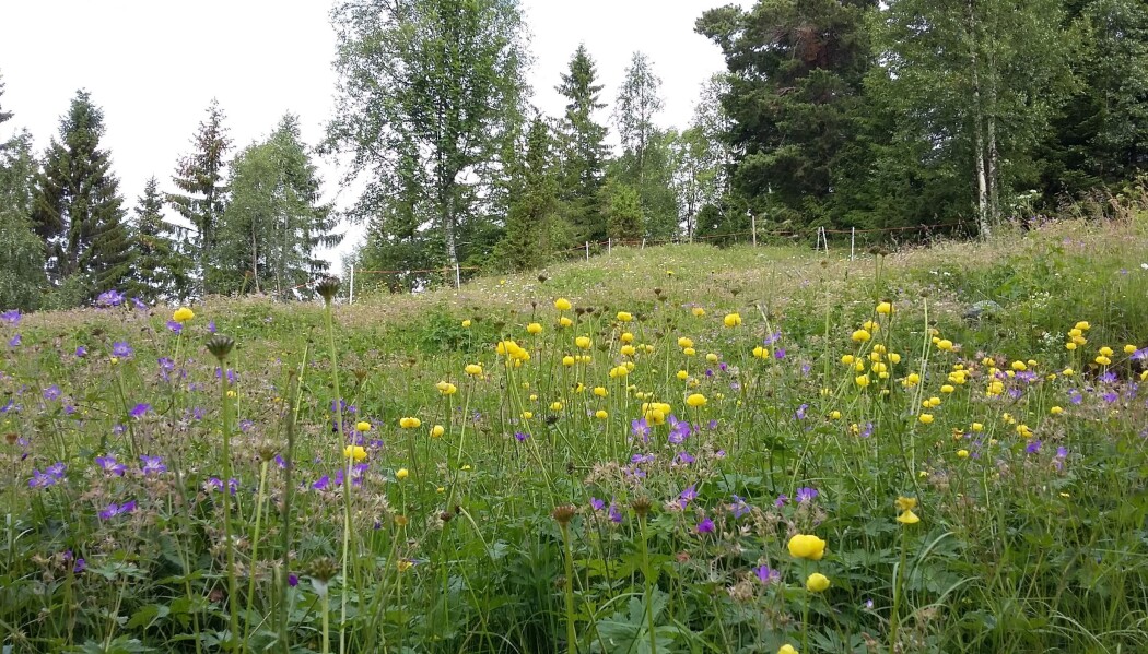 Blomsterenger er flotte å se på og livsviktig for pollinerende insekter. (Foto: Ellen Svalheim). Blomsterenger er flotte å se på og livsviktig for pollinerende insekter. (Foto: Ellen Svalheim).