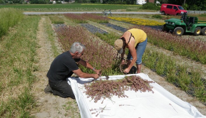 Frøhøsting av tjæreblomst. (Foto: Trygve Aamlid). Frøhøsting av tjæreblomst. (Foto: Trygve Aamlid).
