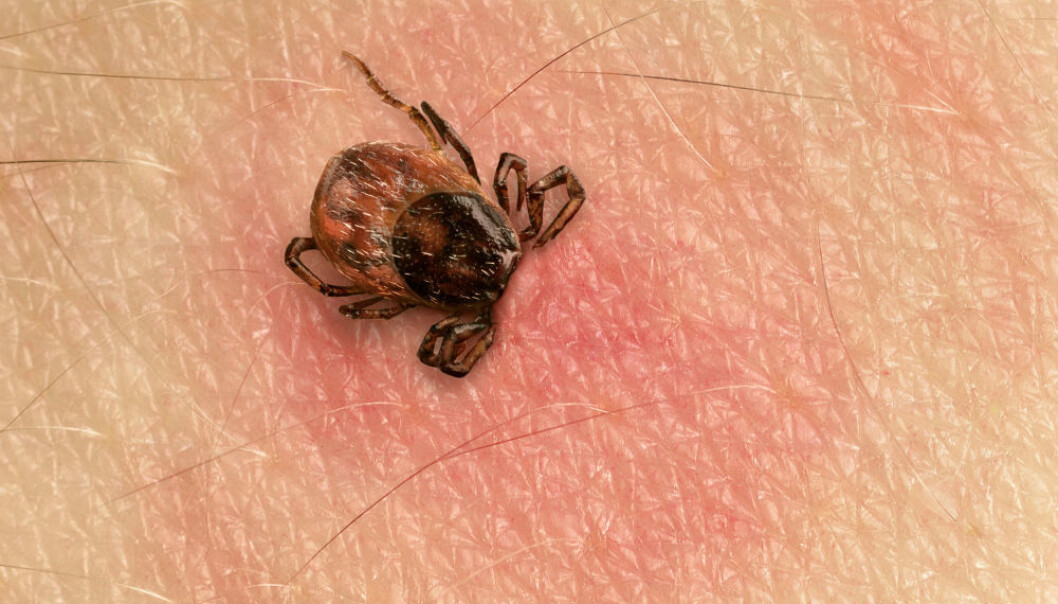 Det er sannsynlig at borreliainfeksjoner kan bli kroniske, mener to professorer. Det går mot den vanlige forståelsen av borreliose. (Foto: Smileus / Shutterstock / NTB scanpix) Det er sannsynlig at borreliainfeksjoner kan bli kroniske, mener to professorer. Det går mot den vanlige forståelsen av borreliose. (Foto: Smileus / Shutterstock / NTB scanpix)