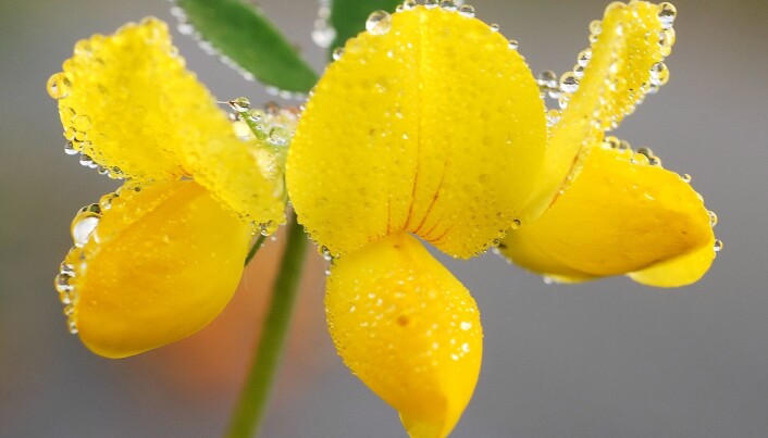 Tirilltunge finnes i blomsterenger over hele landet. (Foto: Ove Hetland). Tirilltunge finnes i blomsterenger over hele landet. (Foto: Ove Hetland).