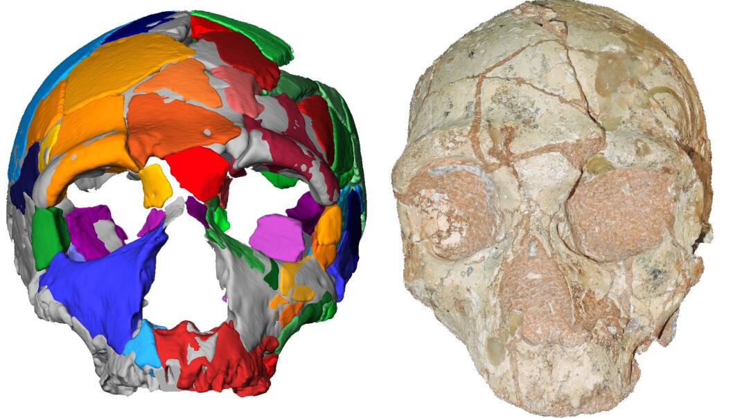 Dette er den andre skallen, omtalt som Apidima 2. Den har neandertalsk opprinnelse. (Bilde: Katerina Harvati, Eberhard Karls University of Tübingen. Dette er den andre skallen, omtalt som Apidima 2. Den har neandertalsk opprinnelse. (Bilde: Katerina Harvati, Eberhard Karls University of Tübingen.